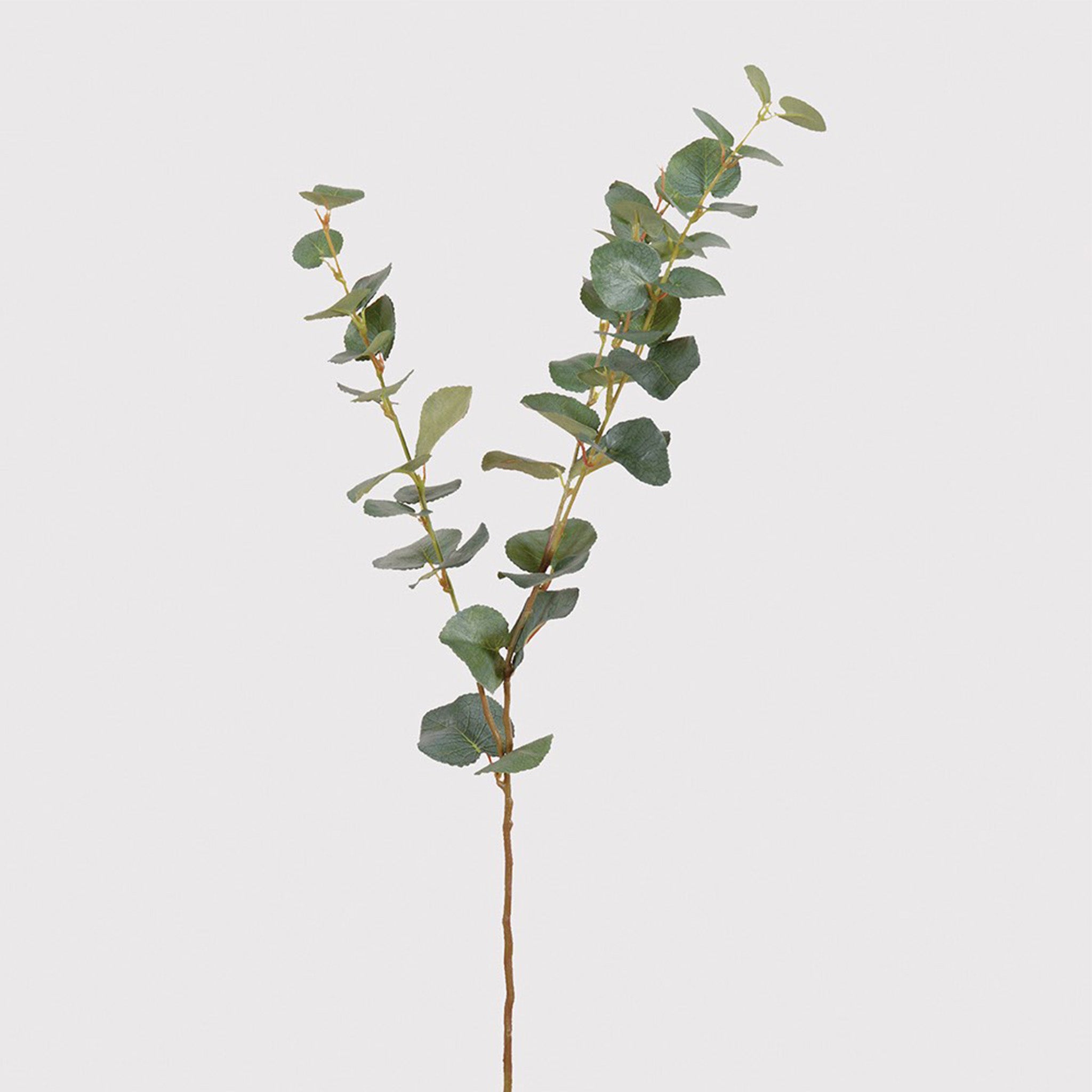 Eucalyptus Stem - Pack of 12